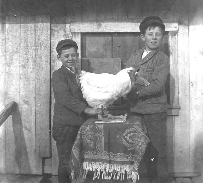 Hinkel und Oyer (Chicken and&nbsp;Egg)