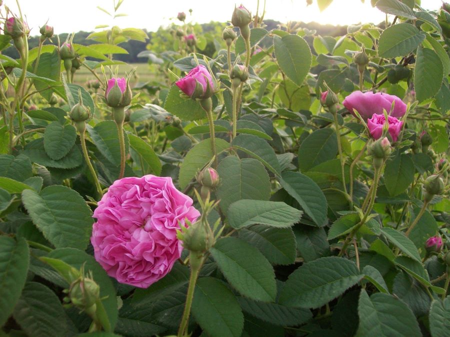 Gardens and Gardening Among the Pennsylvania Germans (Part&nbsp;2)